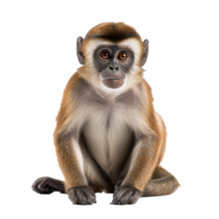 macaco isolado em fundo com generativo ai png