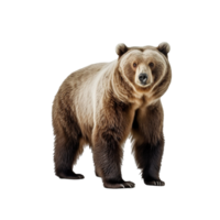 Urso isolado em fundo com generativo ai png