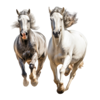 running horse isolated on background with png