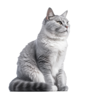 cat isolated on background with png