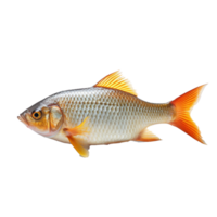 tropisk fisk isolerat på bakgrund med generativ ai png