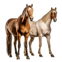 cavalo isolado em fundo com generativo ai png