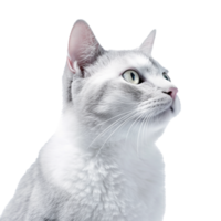 gato isolado em fundo com generativo ai png