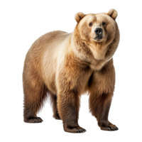 Urso isolado em fundo com generativo ai png