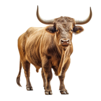 bull isolated on background with png