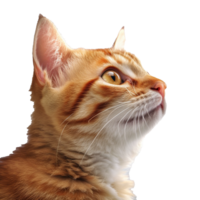 cat isolated on background with png