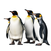 penguin isolated on background with png