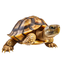 tortue isolé sur Contexte avec génératif ai png