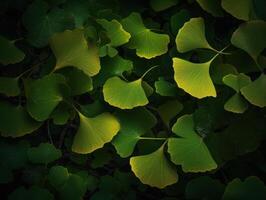 Ginkgo biloba leaves Dark background created with technology photo