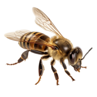 abeja aislado en antecedentes con generativo ai png