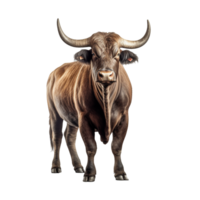 bull isolated on background with png
