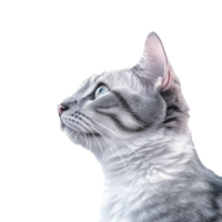 cat isolated on background with png