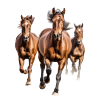 running horse isolated on background with png