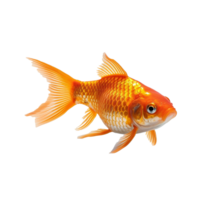 goldfish isolated on background with png