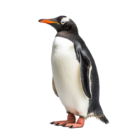 Pinguin isoliert auf Hintergrund mit generativ ai png