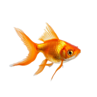 guldfisk isolerat på bakgrund med generativ ai png