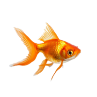 peixinho isolado em fundo com generativo ai png