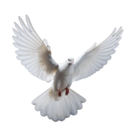 white dove isolated on background with png