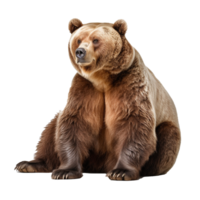 Urso isolado em fundo com generativo ai png