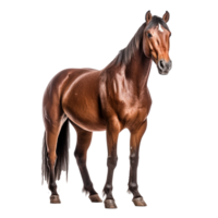 cavalo isolado em fundo com generativo ai png