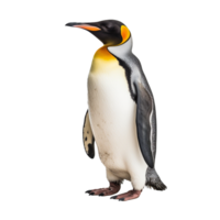 Pinguin isoliert auf Hintergrund mit generativ ai png