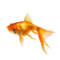 goldfish isolated on background with png