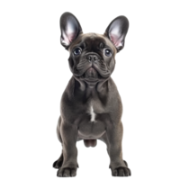 french bulldog isolated on background with png
