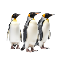 penguin isolated on background with png