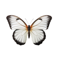 Schmetterling isoliert auf Hintergrund mit generativ ai png