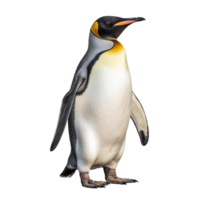 pingvin isolerat på bakgrund med generativ ai png