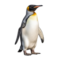 pinguim isolado em fundo com generativo ai png