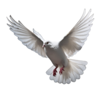 white dove isolated on background with png