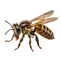 abeja aislado en antecedentes con generativo ai png