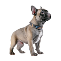 french bulldog isolated on background with png