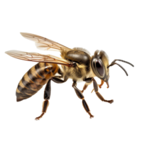 abeja aislado en antecedentes con generativo ai png