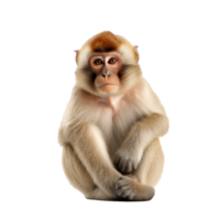 macaco isolado em fundo com generativo ai png