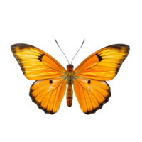 butterfly isolated on background with png