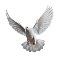blanco paloma aislado en antecedentes con generativo ai png