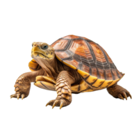 schildpad geïsoleerd Aan achtergrond met generatief ai png