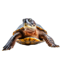 schildpad geïsoleerd Aan achtergrond met generatief ai png