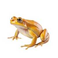 frog isolated on background with png