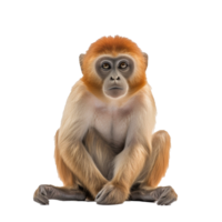 macaco isolado em fundo com generativo ai png