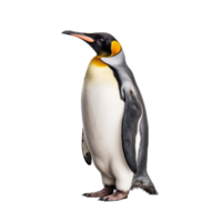 pingüino aislado en antecedentes con generativo ai png