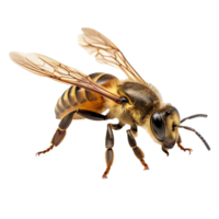 abeja aislado en antecedentes con generativo ai png