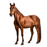 horse isolated on background with png