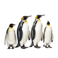 penguin isolated on background with png