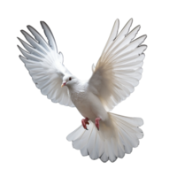 white dove isolated on background with png