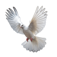 white dove isolated on background with png