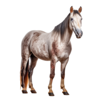 horse isolated on background with png