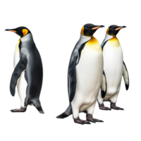 penguin isolated on background with png